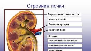 Anomalien und Optionen für die Entwicklung der Nieren