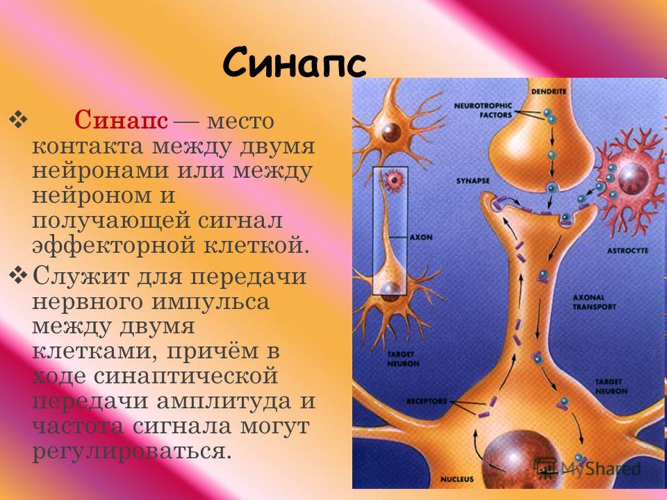 Передача нервного импульса через синапс рисунок