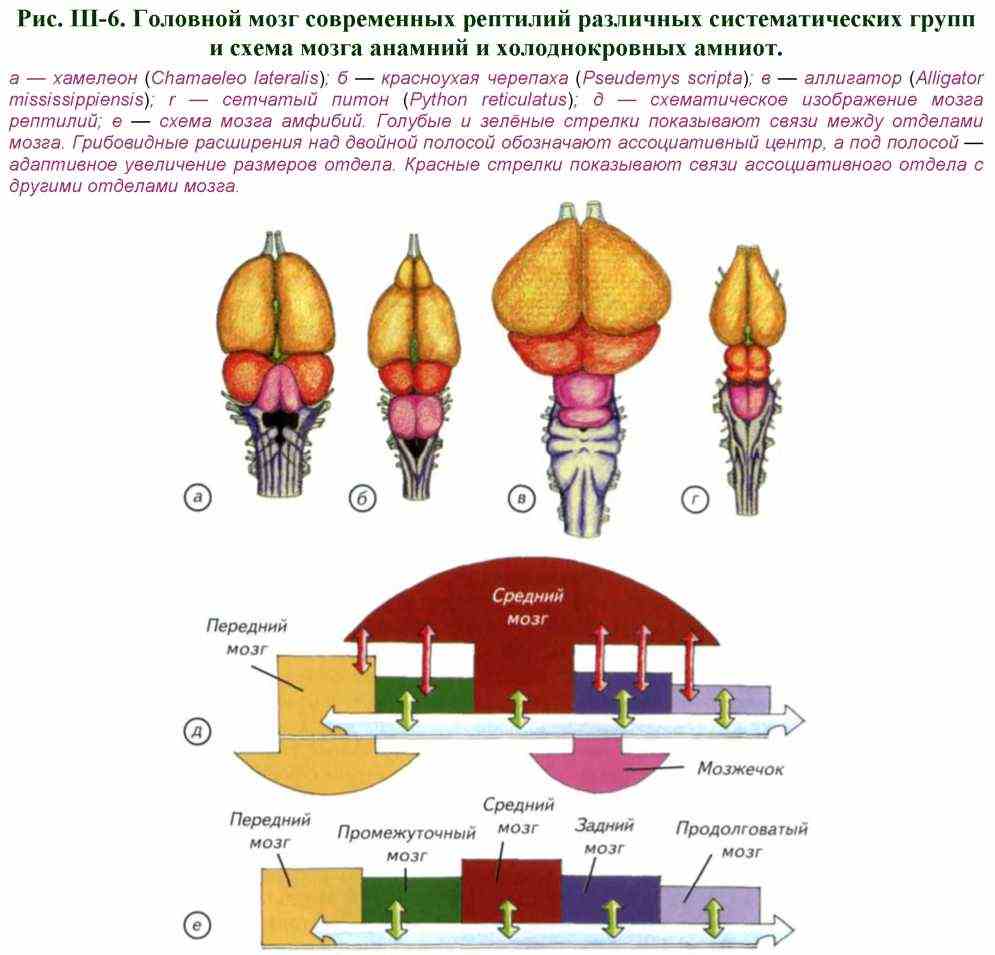Мозг рептилий рисунок